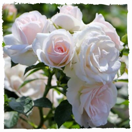 Аспірин (Aspirin Rose)
