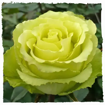 Троянда бордюрна Грін Глоу (Green Glow)