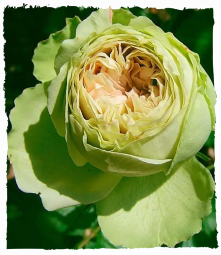 Лавлі Грін (Lovely Green)
