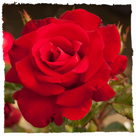 Саджанці чайно-гібридної троянди Сексі Ред (Red Rose Sexy)