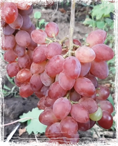 Цвіт Сакури